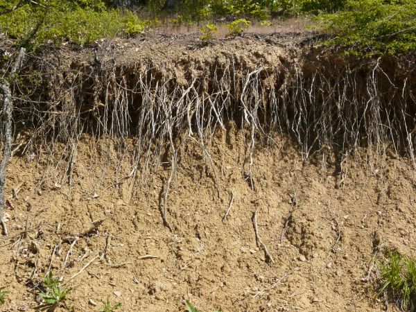 Texture of roots protruding from dry, brown dirt, with areas of green plants.